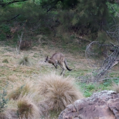 Macropus giganteus (Eastern Grey Kangaroo) at Whitlam, ACT - 25 Aug 2024 by JimL