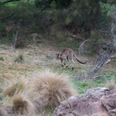 Macropus giganteus at Whitlam, ACT - 25 Aug 2024