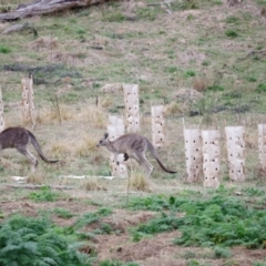 Macropus giganteus at Whitlam, ACT - 25 Aug 2024