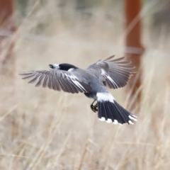 Cracticus torquatus (Grey Butcherbird) at Namarag NR - 25 Aug 2024 by JimL