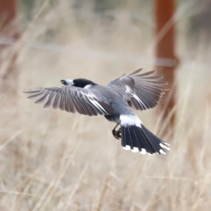 Cracticus torquatus at Whitlam, ACT - 25 Aug 2024