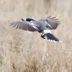 Cracticus torquatus at Whitlam, ACT - 25 Aug 2024