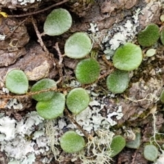 Pyrrosia rupestris (Rock Felt Fern) at Barrengarry, NSW - 24 Aug 2024 by trevorpreston