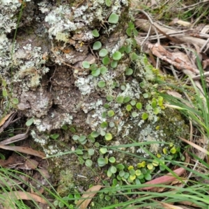 Pyrrosia rupestris at Barrengarry, NSW - 25 Aug 2024