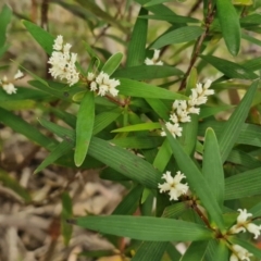 Leucopogon affinis at Barrengarry, NSW - 25 Aug 2024