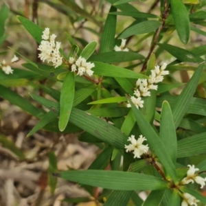 Leucopogon affinis at Barrengarry, NSW - 25 Aug 2024