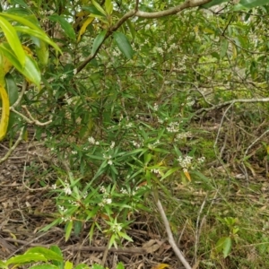 Leucopogon affinis at Barrengarry, NSW - 25 Aug 2024 09:32 AM