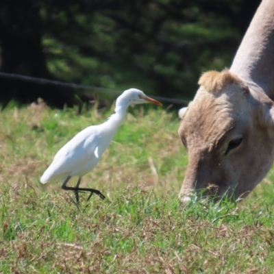 Bubulcus coromandus (Eastern Cattle Egret) at Reesville, QLD - 25 Aug 2024 by lbradley