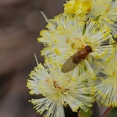 Sapromyza sp. (genus) (A lauxaniid fly) at Barrengarry, NSW - 24 Aug 2024 by trevorpreston