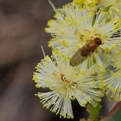 Sapromyza sp. (genus) at Barrengarry, NSW - 25 Aug 2024