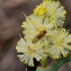 Sapromyza sp. (genus) at Barrengarry, NSW - 25 Aug 2024 09:30 AM