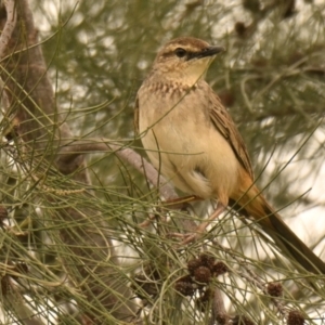 Cincloramphus mathewsi at Evatt, ACT - 25 Aug 2024 10:08 AM