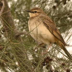 Cincloramphus mathewsi at Evatt, ACT - 25 Aug 2024