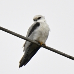 Elanus axillaris at Evatt, ACT - 25 Aug 2024