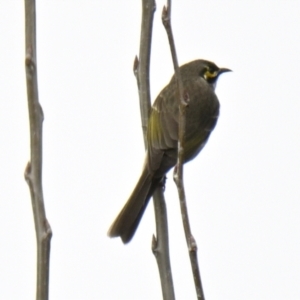 Caligavis chrysops at Evatt, ACT - 25 Aug 2024