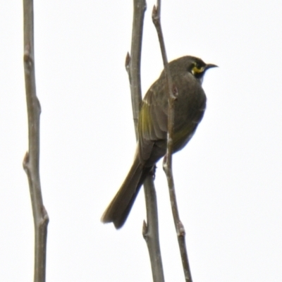 Caligavis chrysops (Yellow-faced Honeyeater) at Evatt, ACT - 25 Aug 2024 by Thurstan