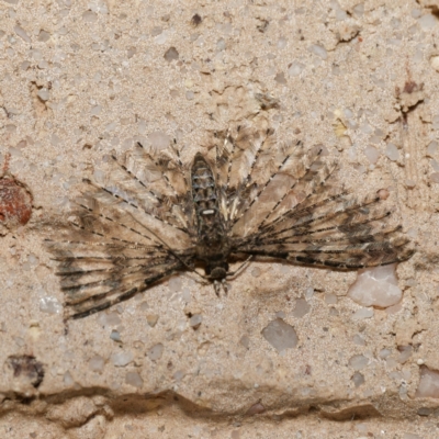 Alucita phricodes (A Many-plumed Moth) at Harrison, ACT - 24 Aug 2024 by DPRees125