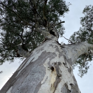 Eucalyptus blakelyi at Wanniassa, ACT - 25 Aug 2024