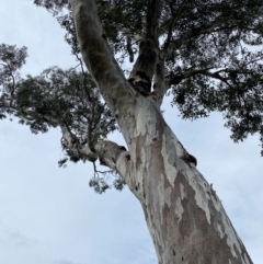 Eucalyptus blakelyi at Wanniassa, ACT - 25 Aug 2024