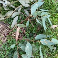 Eucalyptus blakelyi at Wanniassa, ACT - 25 Aug 2024