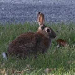 Oryctolagus cuniculus (European Rabbit) at Ainslie, ACT - 23 Aug 2024 by jb2602