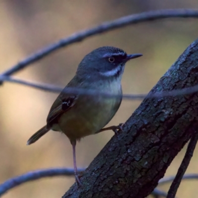 Sericornis frontalis (White-browed Scrubwren) at Ainslie, ACT - 24 Aug 2024 by jb2602