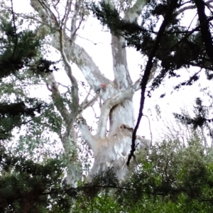 Callocephalon fimbriatum at Phillip, ACT - suppressed