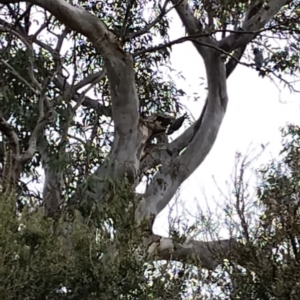 Callocephalon fimbriatum at Phillip, ACT - suppressed