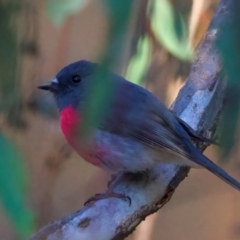 Petroica rosea (Rose Robin) at Ainslie, ACT - 24 Aug 2024 by jb2602