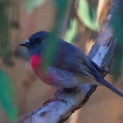 Petroica rosea (Rose Robin) at Ainslie, ACT - 24 Aug 2024 by jb2602