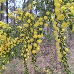 Acacia paradoxa (Kangaroo Thorn) at Surf Beach, NSW - 24 Aug 2024 by LyndalT