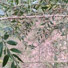 Acacia paradoxa at Surf Beach, NSW - 25 Aug 2024 08:23 AM