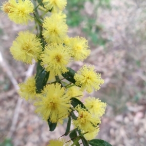 Acacia paradoxa at Surf Beach, NSW - 25 Aug 2024 08:23 AM