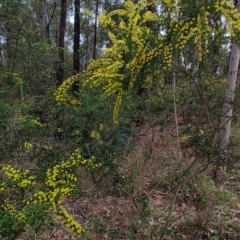 Acacia paradoxa at Surf Beach, NSW - 25 Aug 2024 08:23 AM