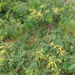 Acacia trachyphloia (Bodalla Wattle) at Malua Bay, NSW - 25 Aug 2024 by LyndalT