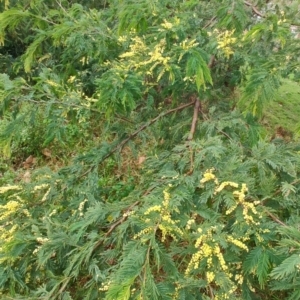 Acacia trachyphloia at Malua Bay, NSW - 25 Aug 2024