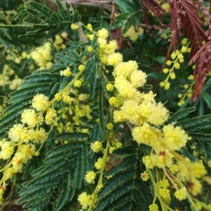 Acacia trachyphloia at Malua Bay, NSW - 25 Aug 2024