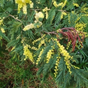 Acacia trachyphloia at Malua Bay, NSW - 25 Aug 2024