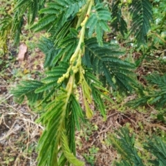 Acacia trachyphloia at Malua Bay, NSW - 25 Aug 2024