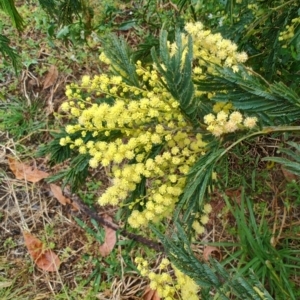 Acacia trachyphloia at Malua Bay, NSW - 25 Aug 2024