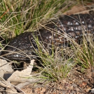 Tiliqua rugosa at Ainslie, ACT - 24 Aug 2024