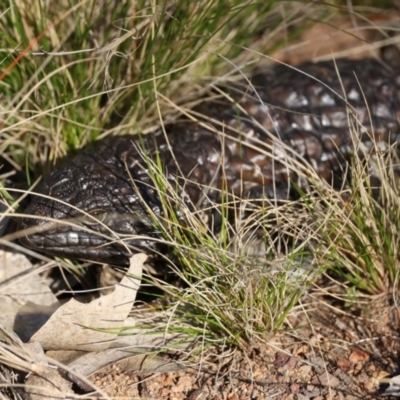 Tiliqua rugosa (Shingleback Lizard) at Ainslie, ACT - 24 Aug 2024 by jb2602