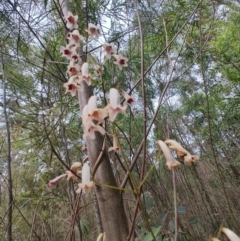 Pandorea pandorana (Wonga Wonga Vine) at Batehaven, NSW - 25 Aug 2024 by LyndalT