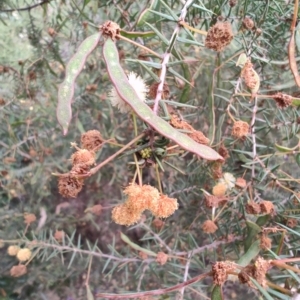 Acacia ulicifolia at Mogo, NSW - 25 Aug 2024 10:35 AM