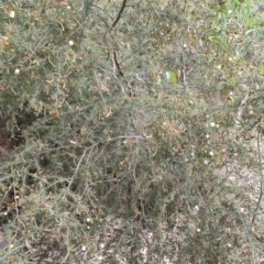 Acacia ulicifolia at Mogo, NSW - 25 Aug 2024