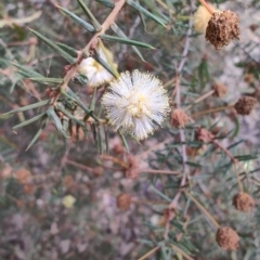 Acacia ulicifolia at Mogo, NSW - 25 Aug 2024