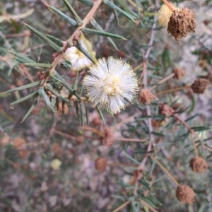 Acacia ulicifolia at Mogo, NSW - 25 Aug 2024 10:35 AM