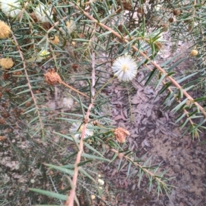 Acacia ulicifolia at Mogo, NSW - 25 Aug 2024 10:35 AM