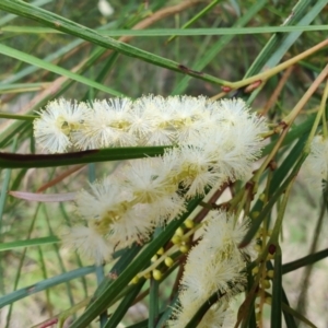 Acacia longissima at Malua Bay, NSW - 25 Aug 2024