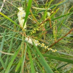 Acacia longissima at Malua Bay, NSW - 25 Aug 2024